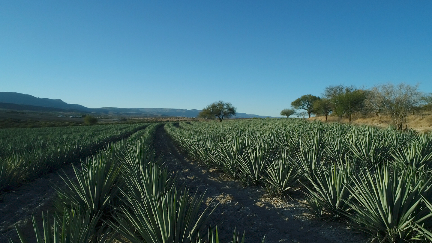 Kimo Sabe Mezcal