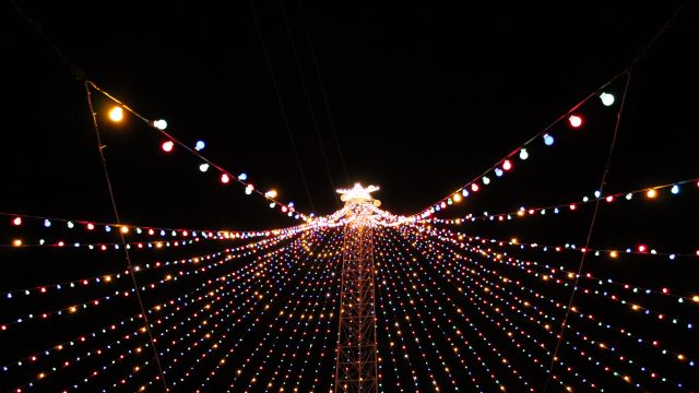 Zilker Tree - Photo by Jordan Roberts Zilker Tree - Photo by Jordan Roberts