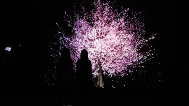 Blooming - Photo courtesy of the artist
