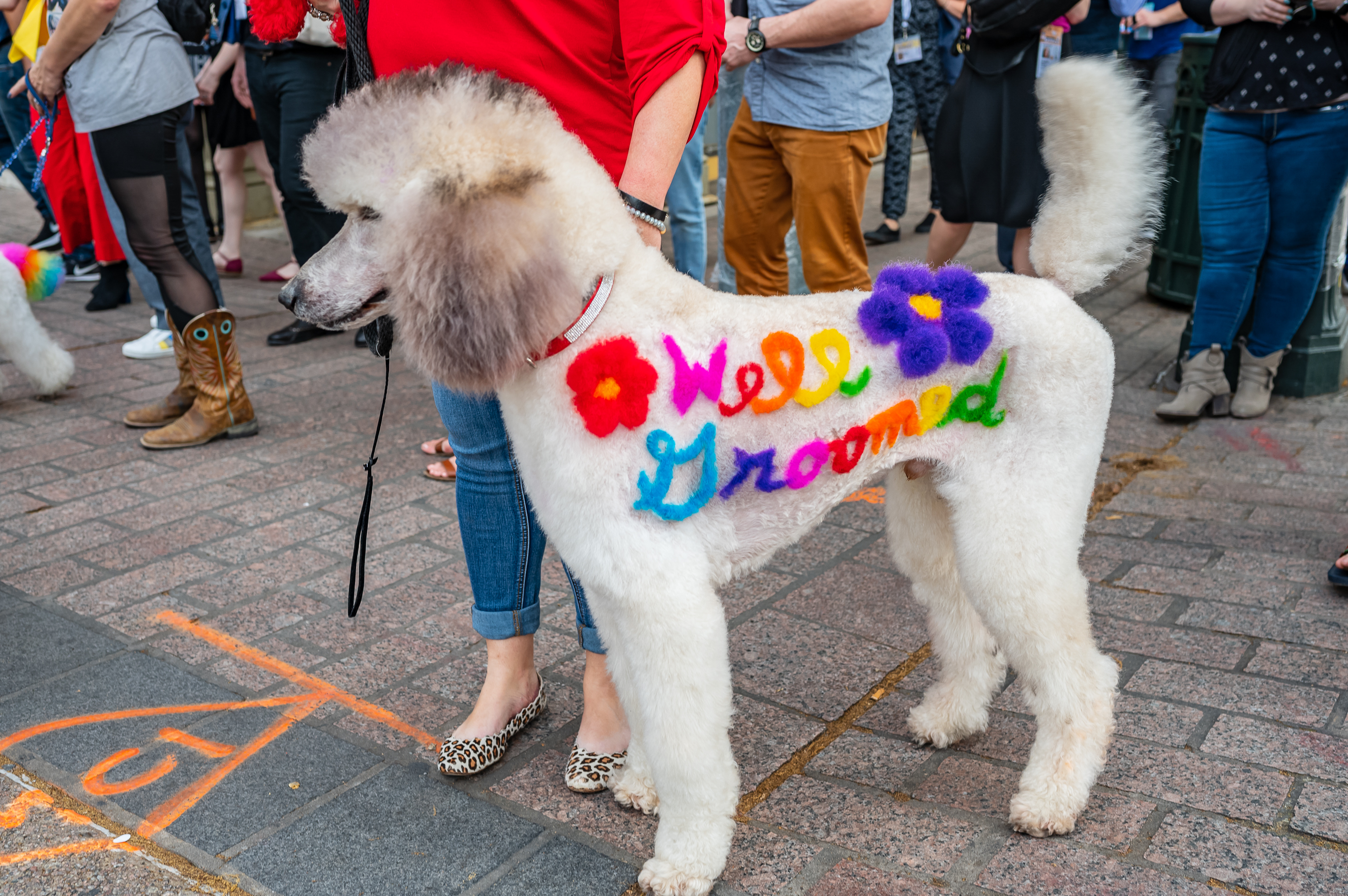 Colorful dog at the Well Groomed documentary premiere.