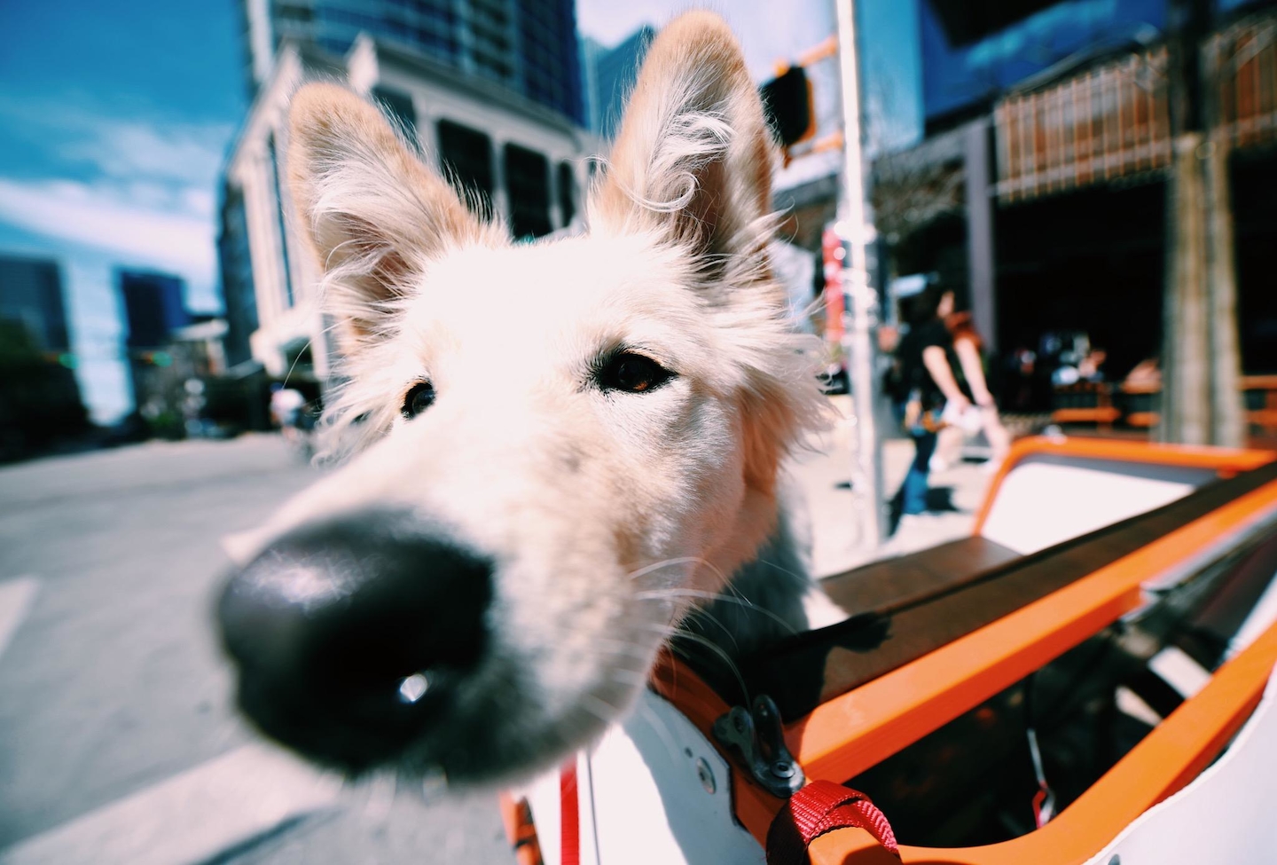 Dogs like SXSW 2018, too! Photo by Judy Won