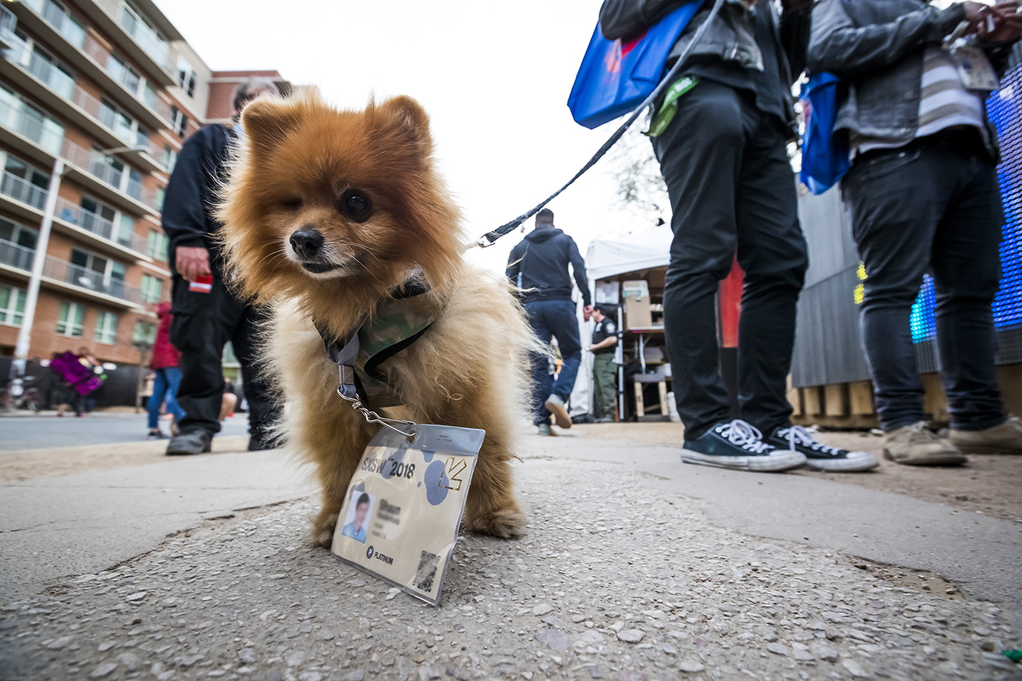 Just a service reminder that badges aren’t transferable, even to your dog. Photo by Aaron Rogosin