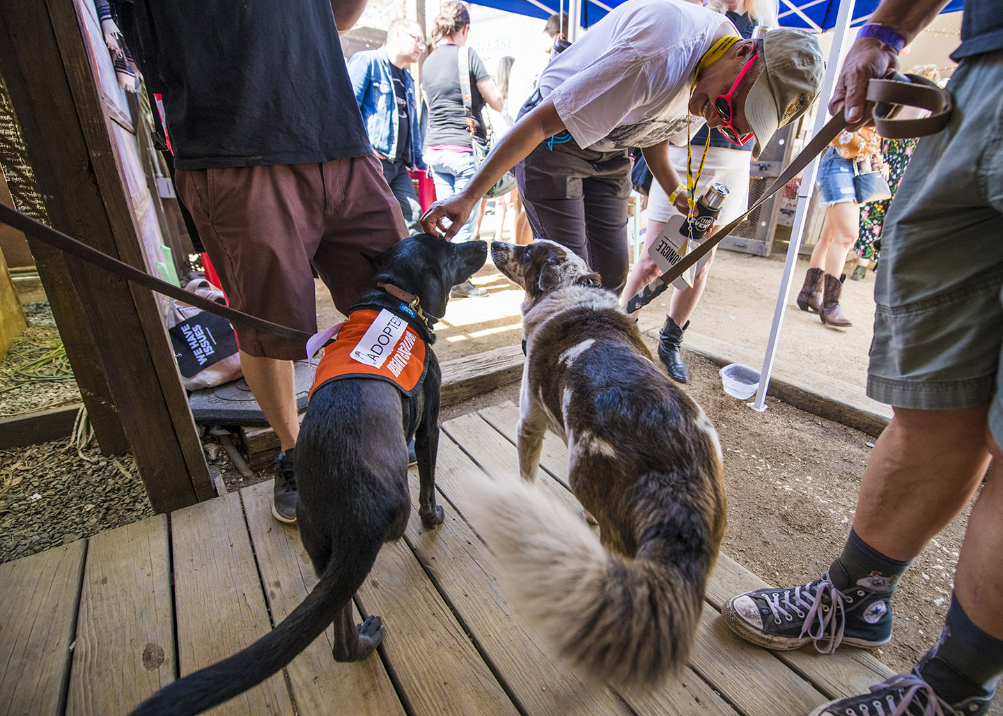 Hank (R) was the guest of honor at Friday afternoon’s The Austin Chronicle Presents: Hair of the 3-Legged Dog: Volume 5 party at Hotel Vegas. Photo by David Brendan Hall