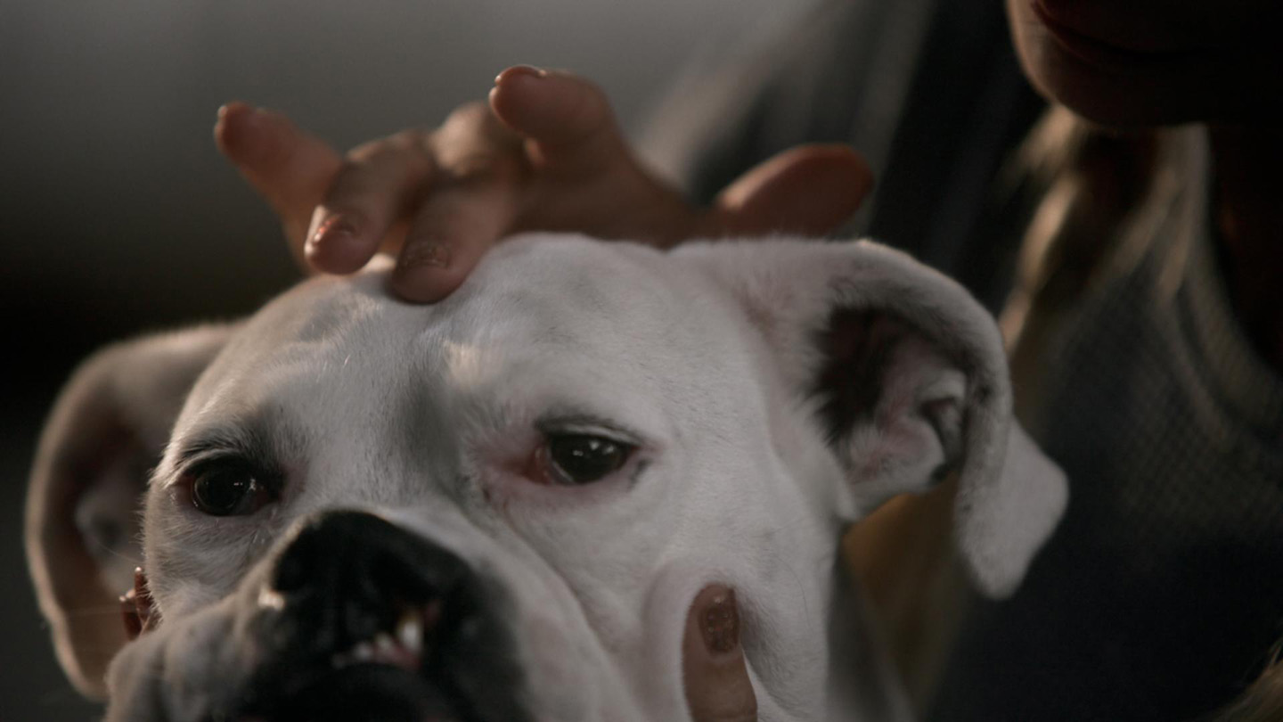 The School of Canine Massage – 2024 SXSW Film & TV Festival Official